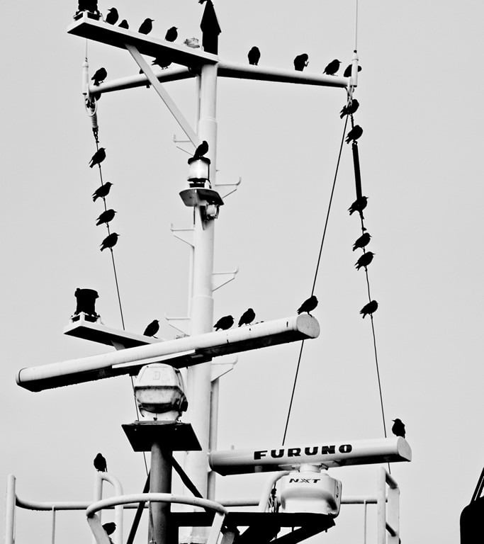 "Sentinels" by Lucy Leonel