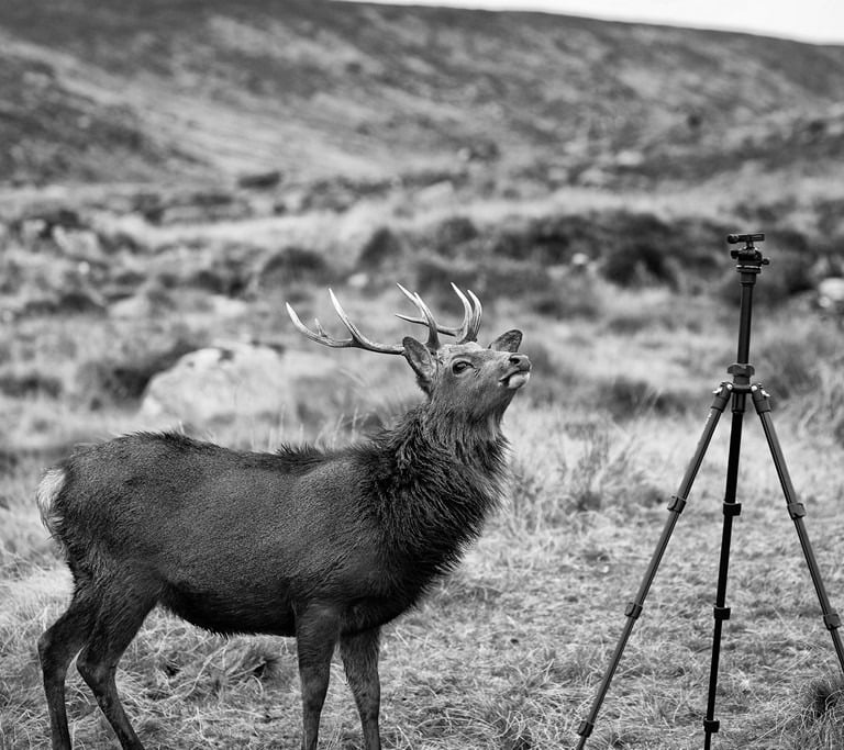 "A Stag and a Tripod" by Darren Arkins