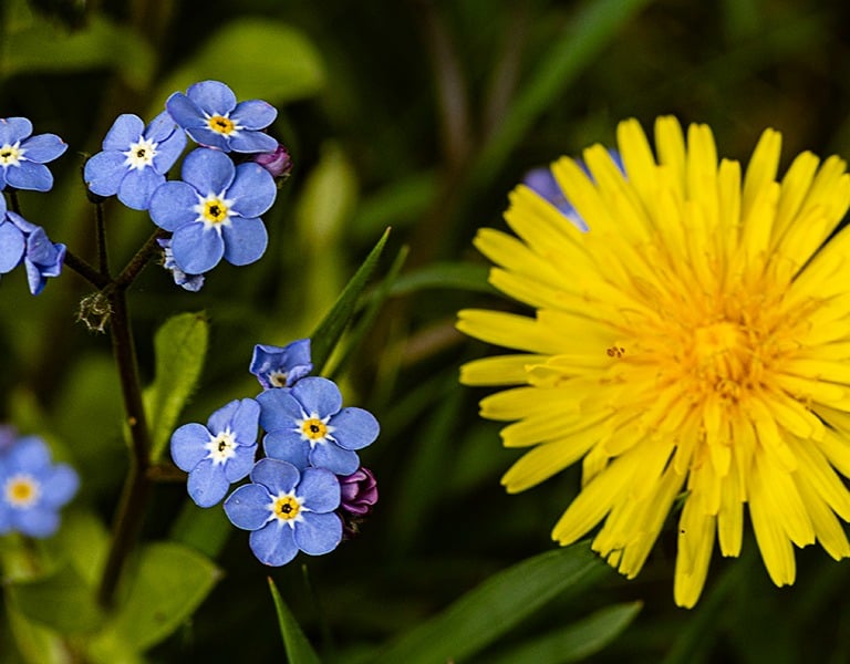 "Forget-me-not and Dendelion" by Mike Kelly