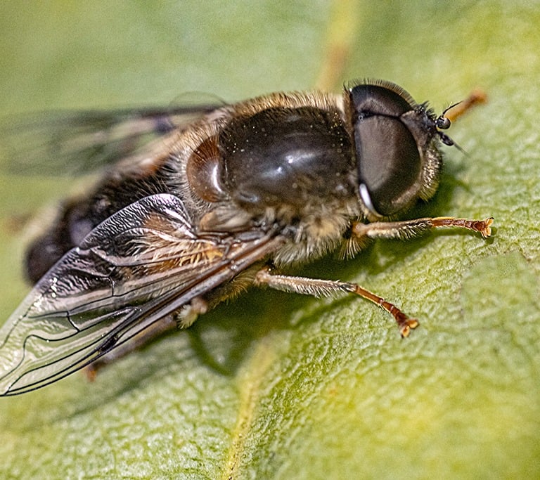 "Drone Fly (Eristalis Tenax)" by Mike Kelly