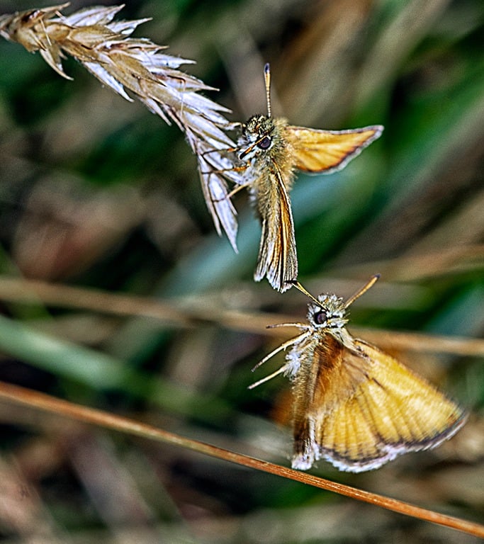 "Essex Skippers" by Mike Kelly