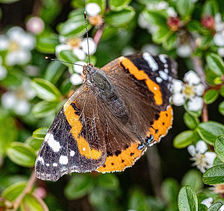 "Red Admiral" by Mike Kelly