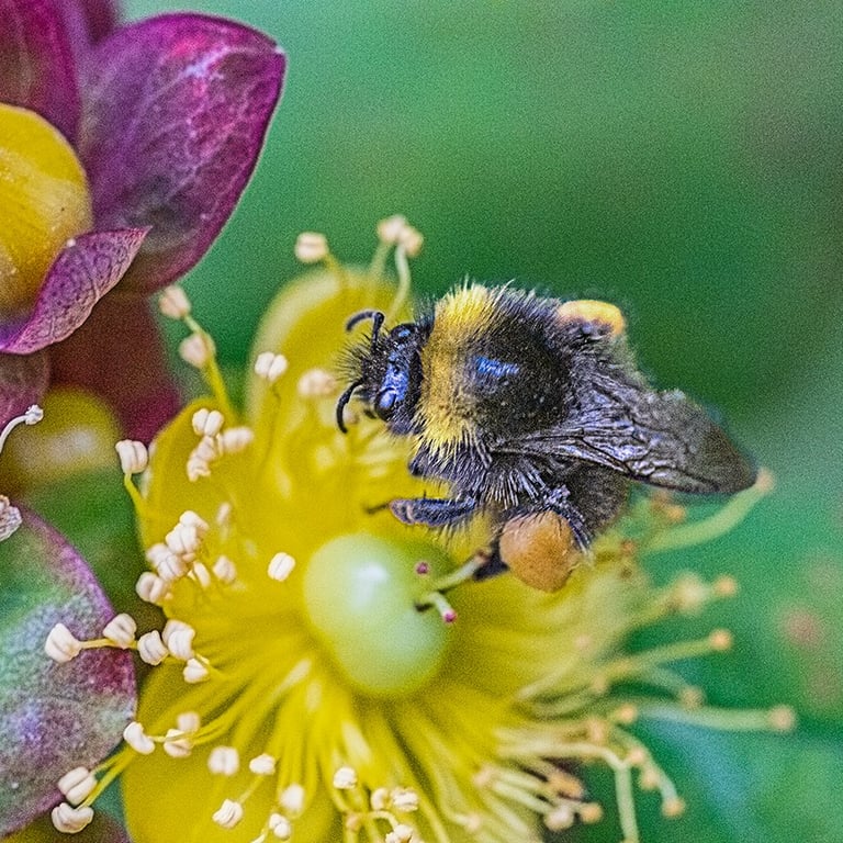 Bumble Bee by Mike Kelly