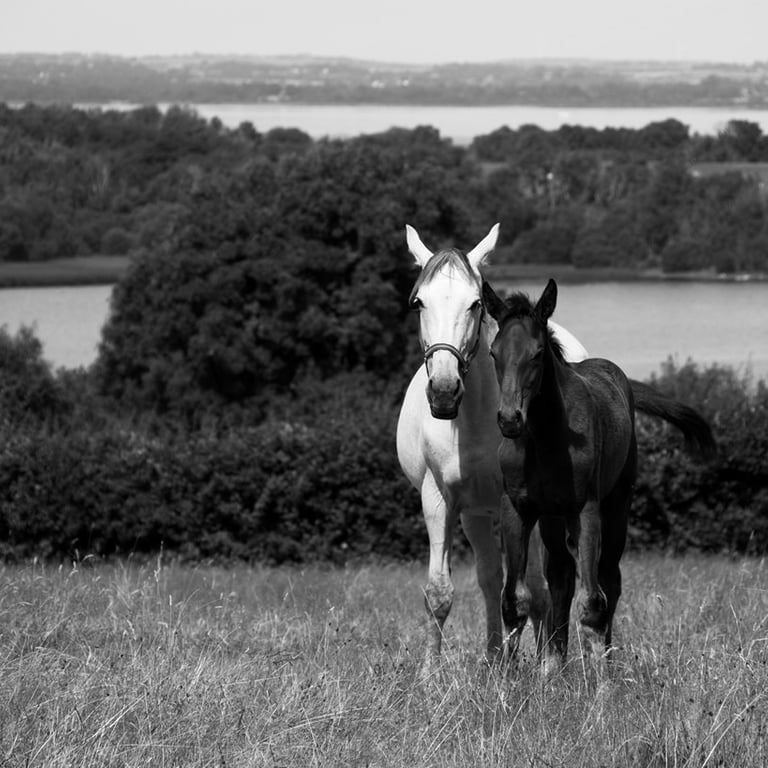 "Side by Side" by Lucy Leonel