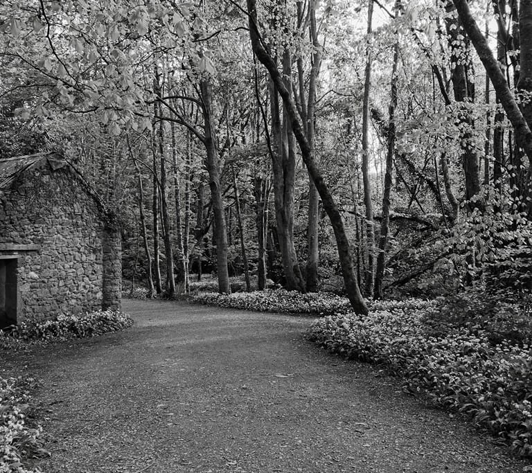 "Tintern Abbey Woods" by Lucy Leonel