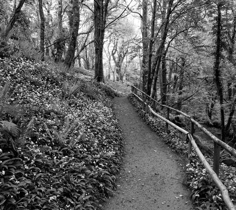 "Woodland Wonderland" by Lucy Leonel