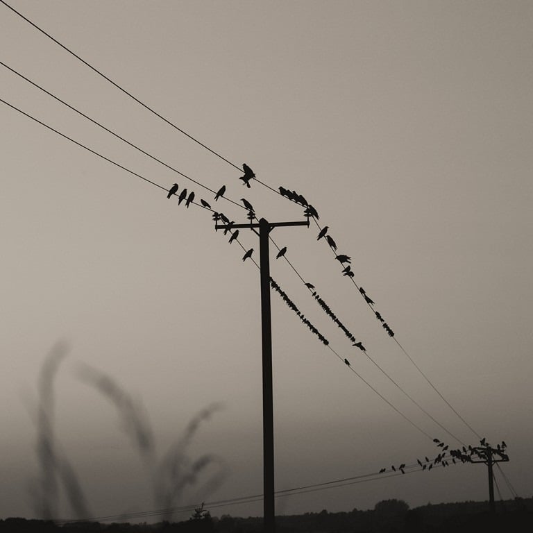 "Crows amongst the Starlings" by Darren Arkins