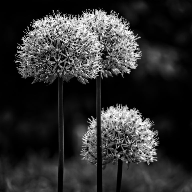 "Three Sisters" by Lucy Leonel