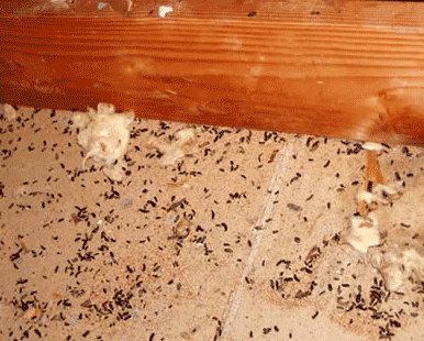 Contaminated attic cleanup after rodent infestation in Greenfield MA
