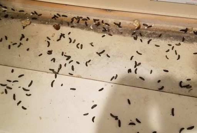 Crawlspace rat cleanup and debris removal in Easthampton MA