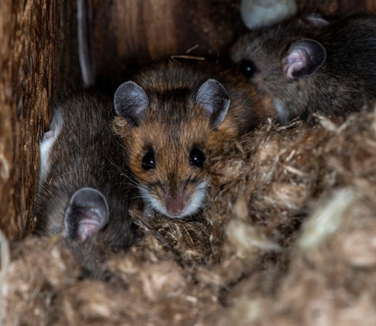 Rodent dropping removal service in Belchertown MA