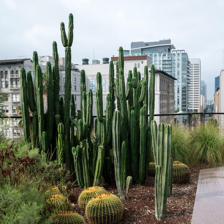 terrasse plantes 