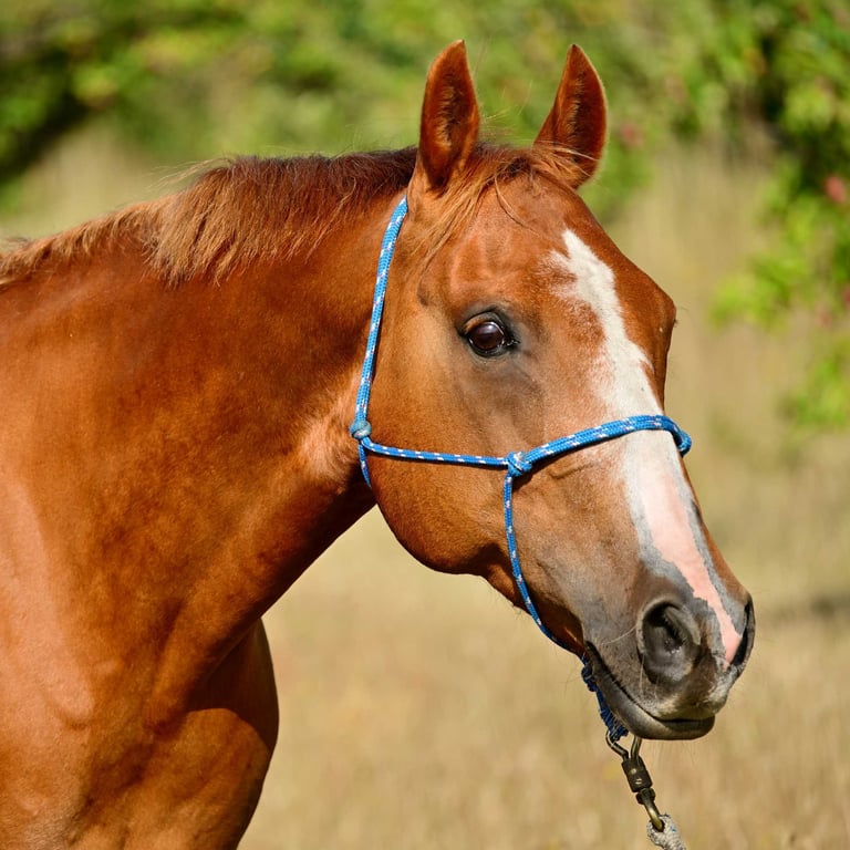Horse against a blurred background