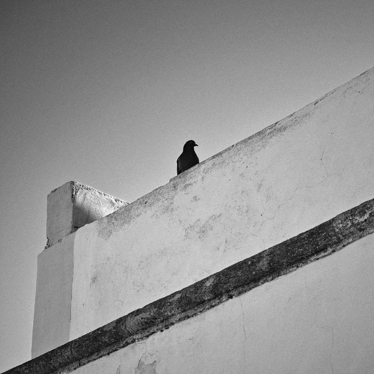 © juergen mack photography - la paloma