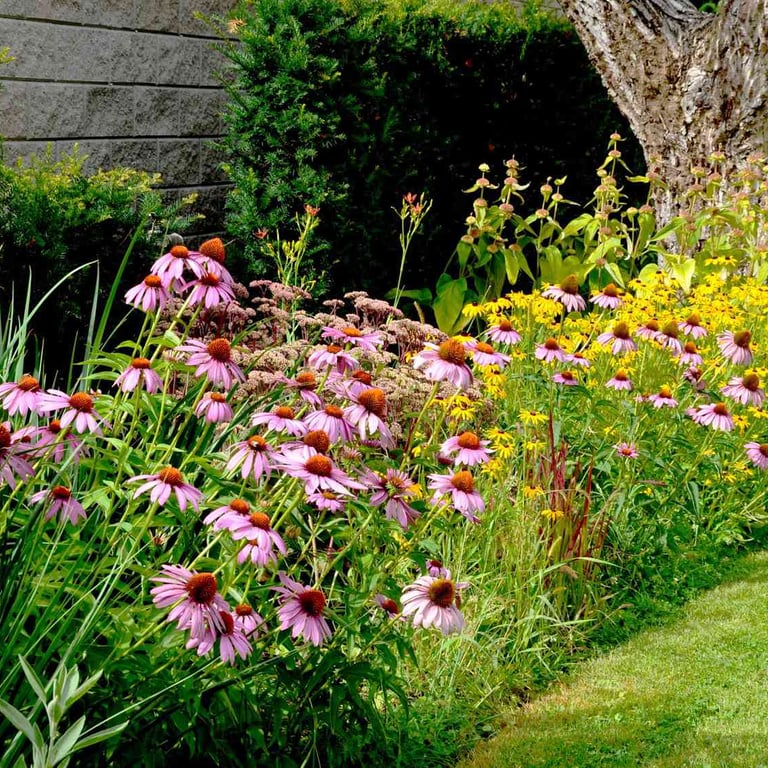 Plant service in Bangalore by MyGreenearth