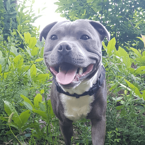 Salut de Pep's Caniservices