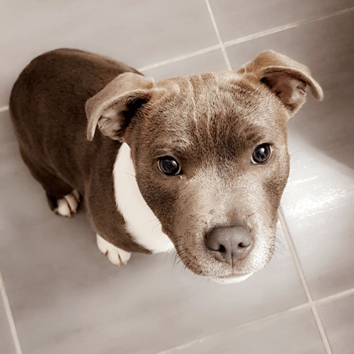 L'arrivée de Pep's Caniservices