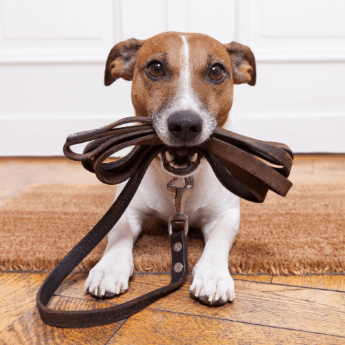 Promenades pour chiens Caniservices