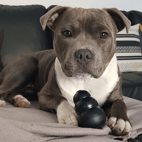 L'intégration de Pep's Caniservices