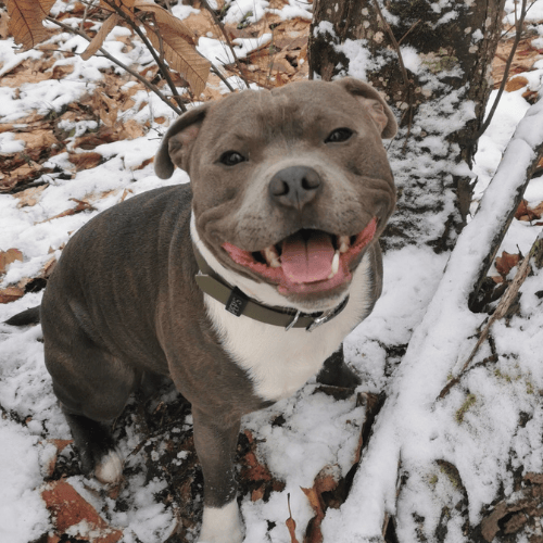 Les inconvénients de Pep's Caniservices