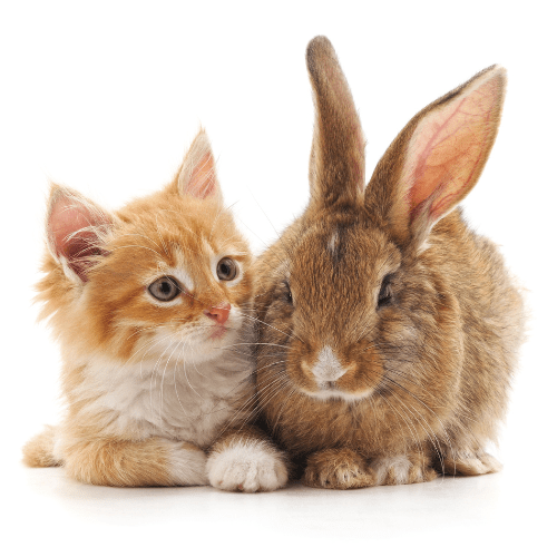 ACACED chat et NAC Caniservices