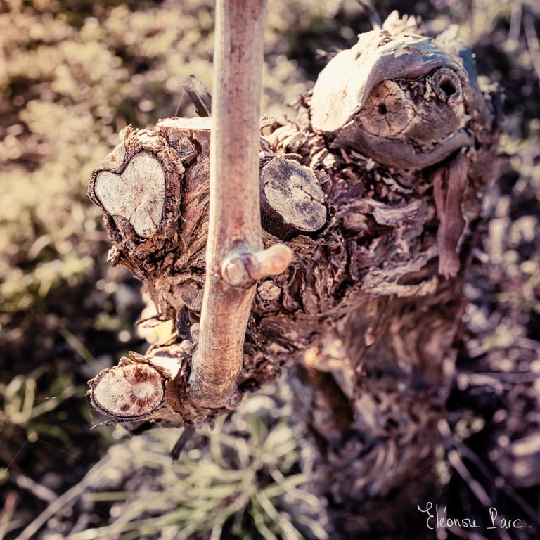Cep de Vigne série Un Amour de Cep ref AC-02 ©Eléonore Parc