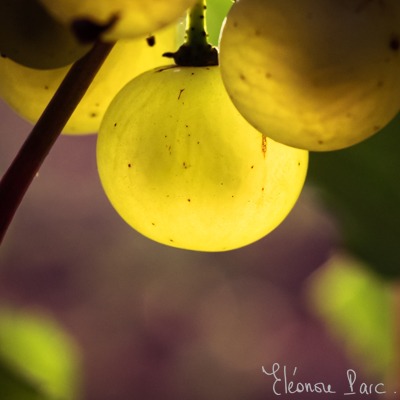 Grappe de raisins série Baies Divines ©Eléonore Parc