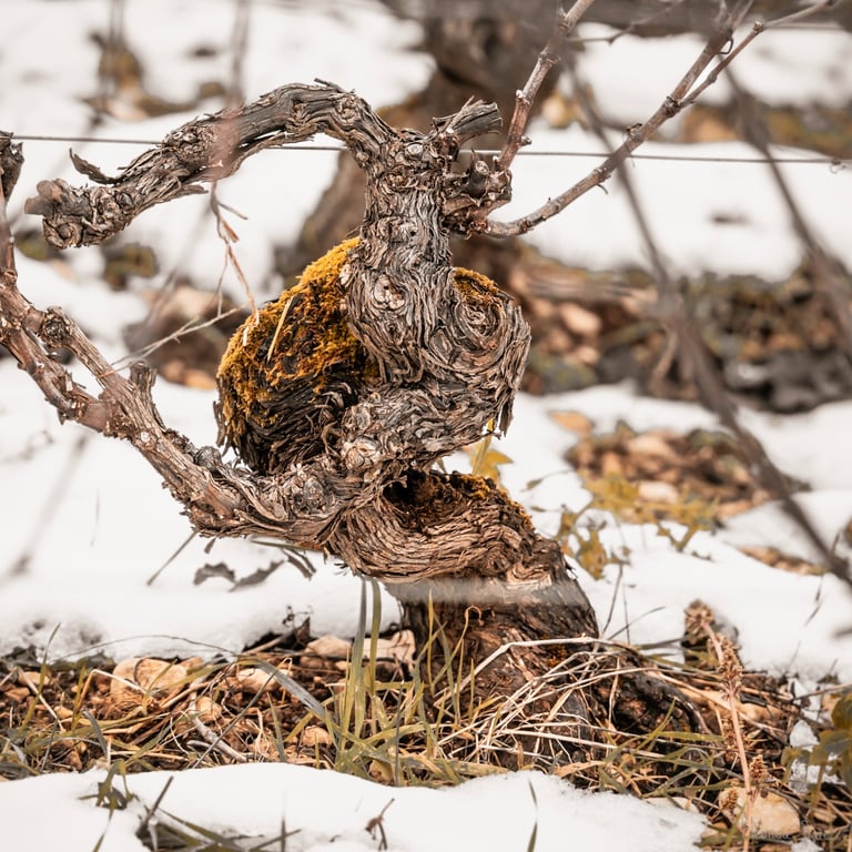 Cep en danseur bombant le torse, élégance fragile, photographie d'art