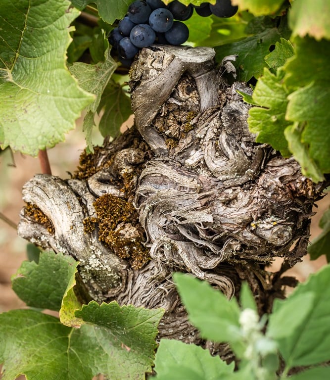 Cep de Vigne série Fier de ses Fruits ref FF-03 ©Eléonore Parc
