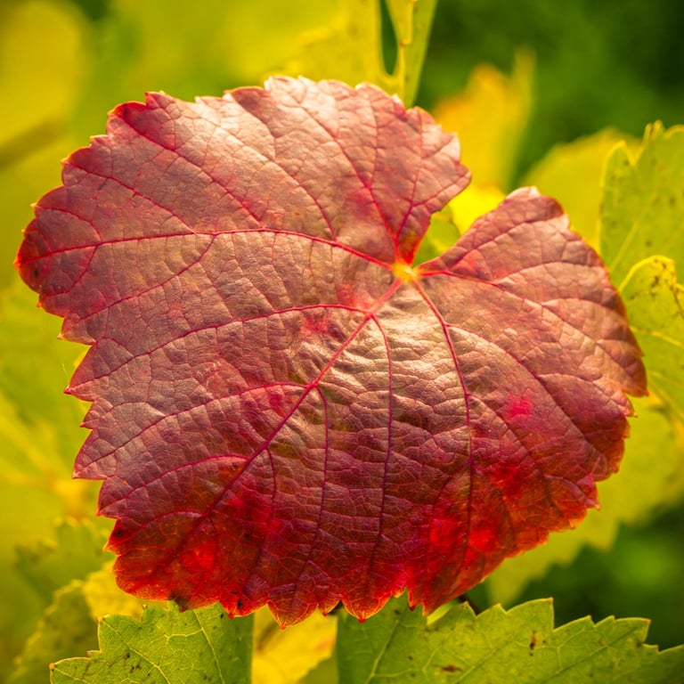 Feuille de vigne en automne
