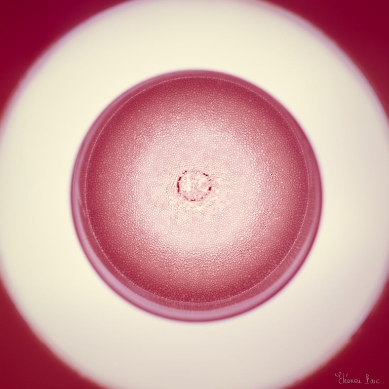 Le Vin en Rose – Cercle de bulles dans un verre de vin