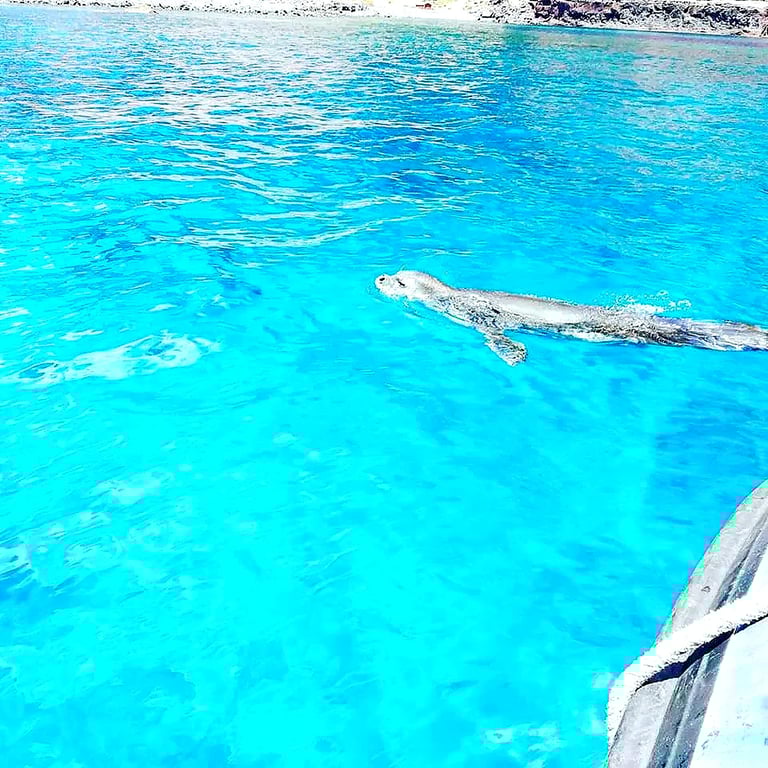 Wild Mediterranean monk seal swimming in crystal clear turquoise water at Ponta de São Lourenço, Madeira