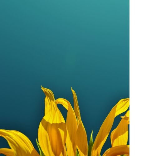 rigueur gestion de trésorerie