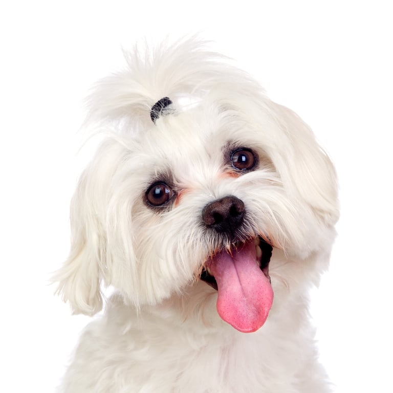 pet-photo-make-the-tongue-pinker