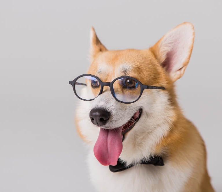 pet-sample-photo-three