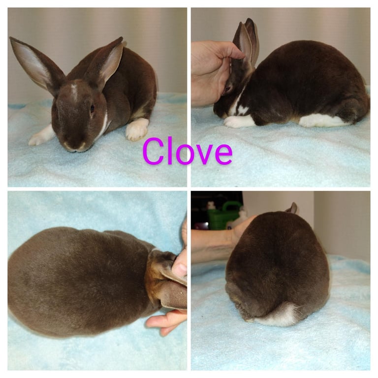 Our Rabbit Clove