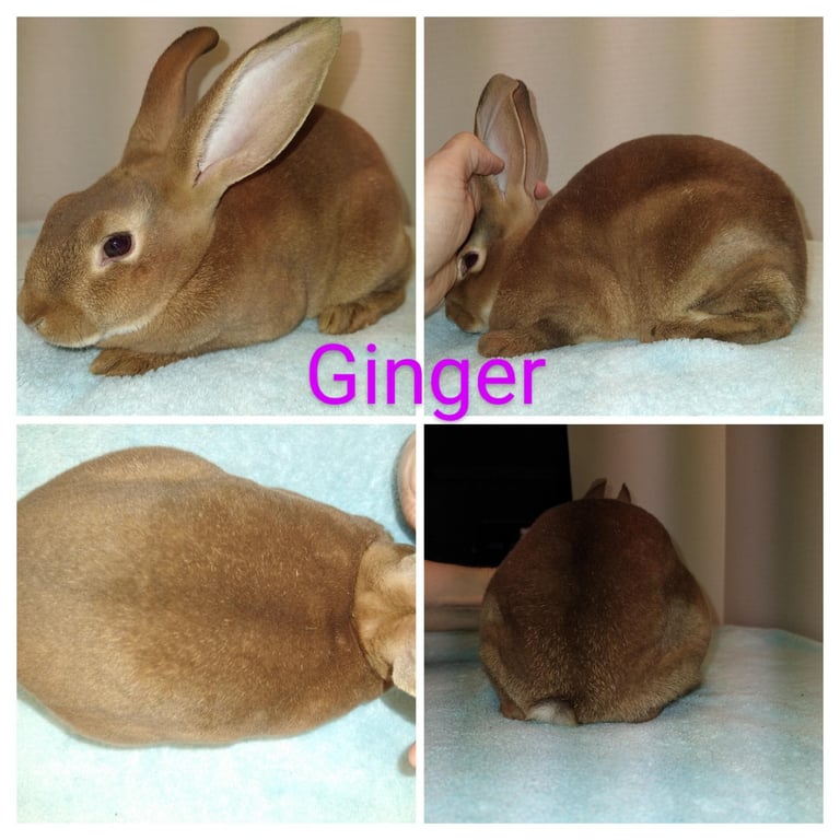 Our Rabbit Ginger