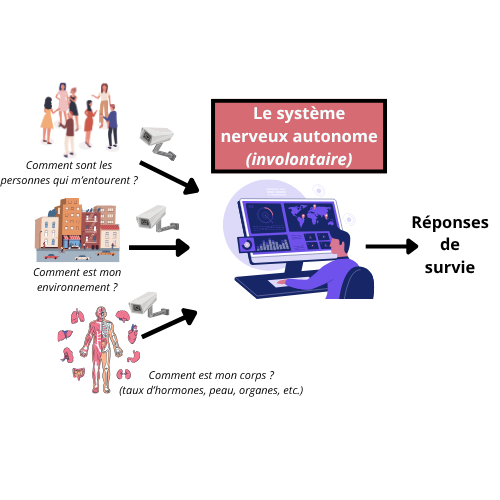 Fonctionnement du SNA simplifié