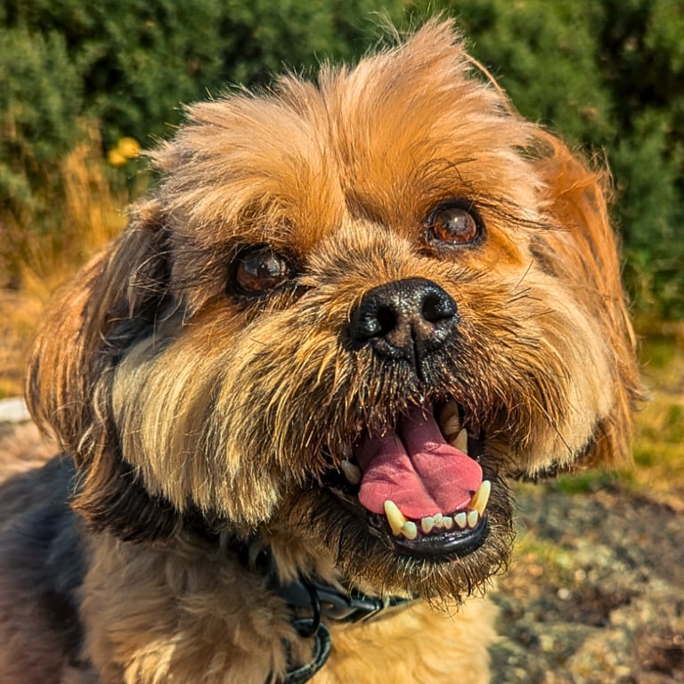 Freddie enjoying a sunny walk in Edinburgh
