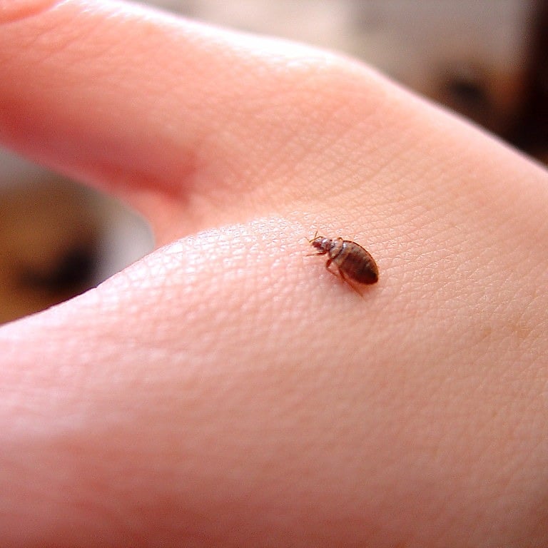 bed bug close up and crawling on a hand