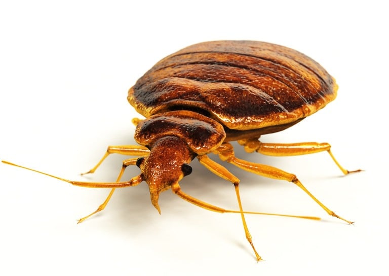 front close up view of a bed bug