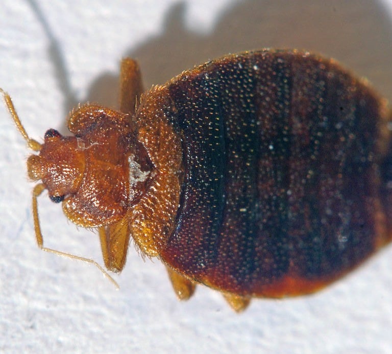 close up image of a bed bug