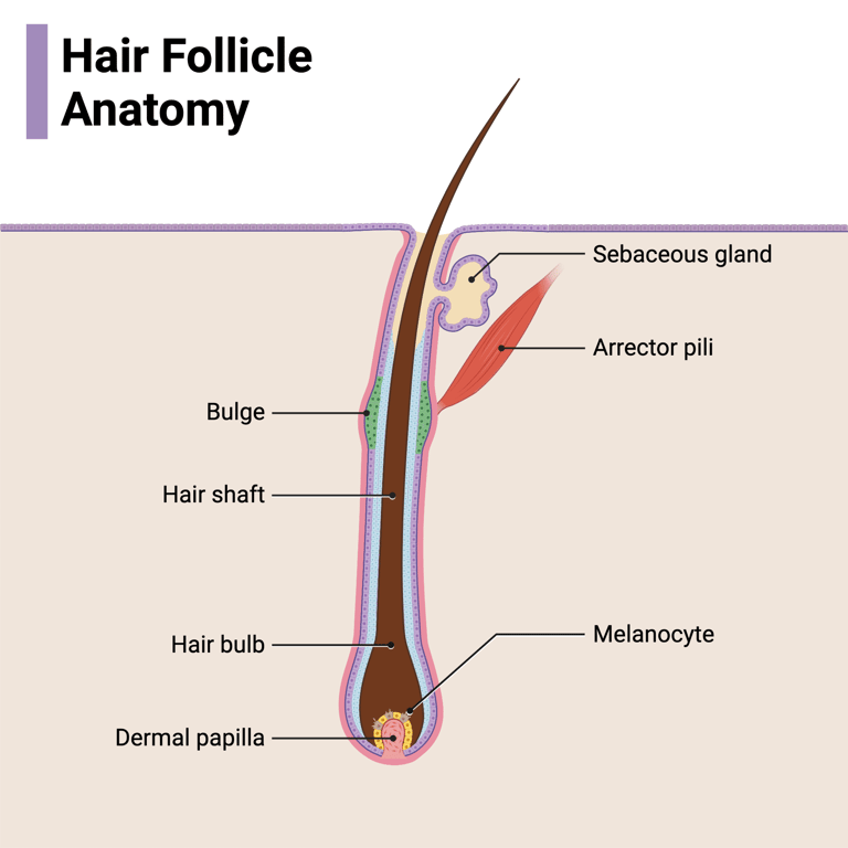 hair follicle hair-gain by aston sequoia