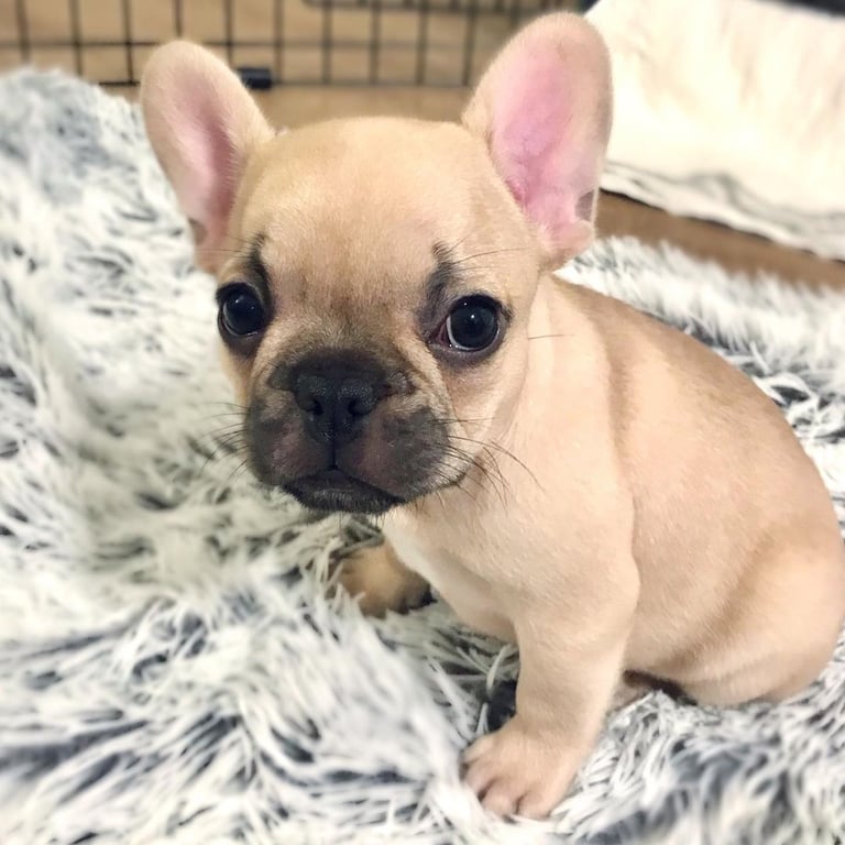"französisch bulldoggen