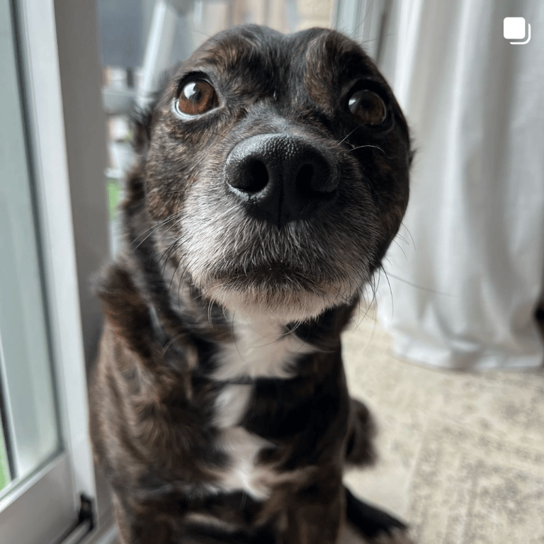 Pet Sitting Valencia