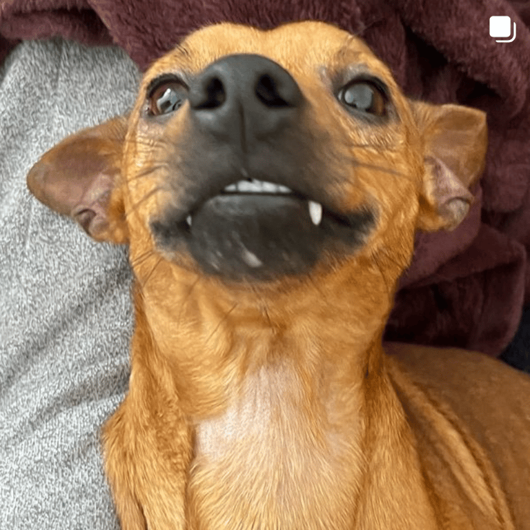 Animal Care Valencia