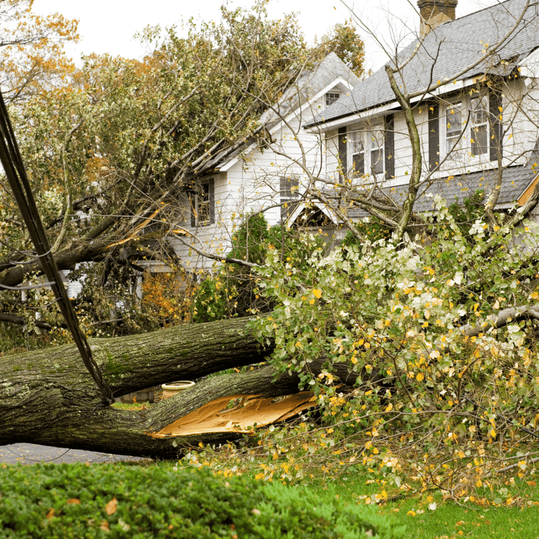 Emergency Tree Removal