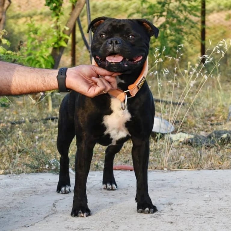 Collare martingala sbt 1935 staffordshire bull terrier