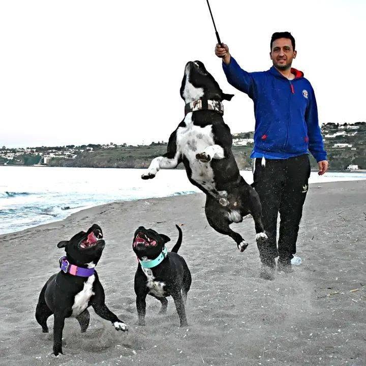 Allenamento atletico Staffordshire Bull Terrier sulla spiaggia con Allevamento Grecalestaffs