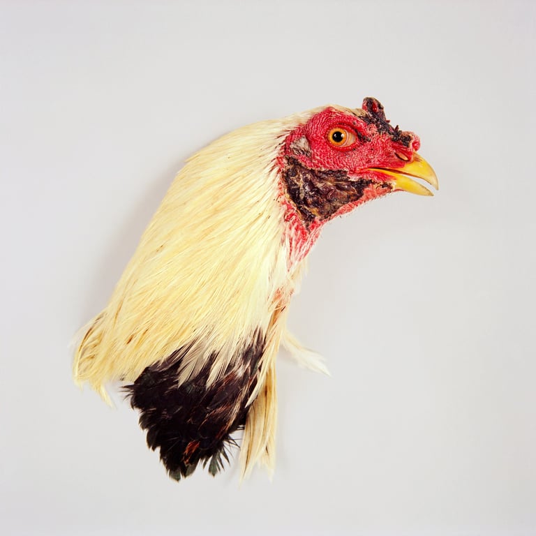 Vanitas  (fighting cocks)